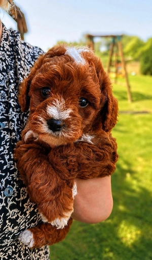 Wunderschöne Aussiedoodle-Hündin sucht ein liebevolles Zuhause 