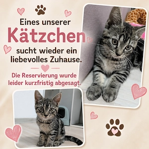  Liebevolles Kätzchen sucht wieder ein Zuhause! 