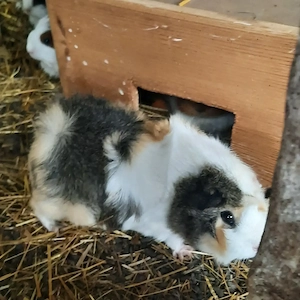 Rosettenmeerschweinchen  zuchtpaar