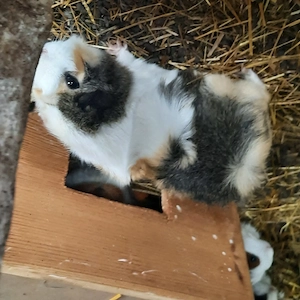 Rosettenmeerschweinchen  zuchtpaar