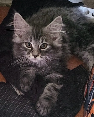 Maine Coon Kitten 