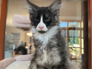Maine Coon Kitten 