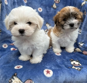 Coton de Tulear Welpen Baumwollhund