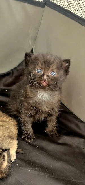 Katzenbaby babykatze