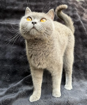 Liebevolle BKH-Katzen suchen ein liebevolles Zuhause   