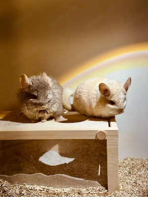 liebevolles Zuhause für unsere Angora-Chinchillas gesucht.   
