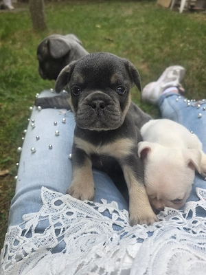 französische bulldoggen welpen