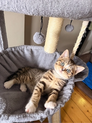 BKH Kitten 
