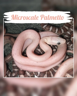 Zucht Paar 1.2 Motley het 100% Palmetto, Microscale, Anery 2024