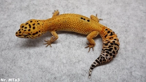 0,3 Weibchen Leopardgecko Mandarin Tangerine adult zuchtreif 2 Jahre alt