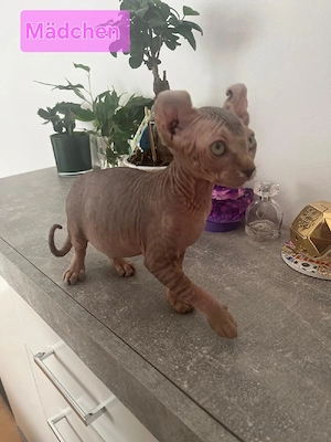 Sphynx Katze Bild 2