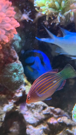 Meerwasser Sechsstreifen-Lippfisch abzugeben   ca. 5 6 cm