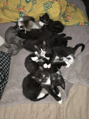 Kitten babys 