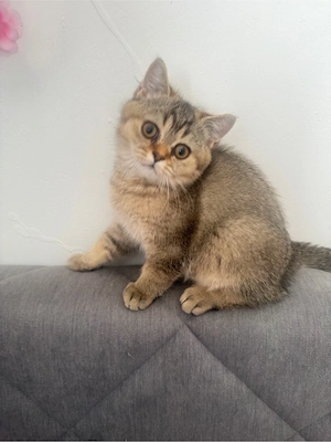 bkh kitten