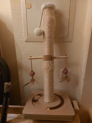 Katzen Intelligenz Spiel 