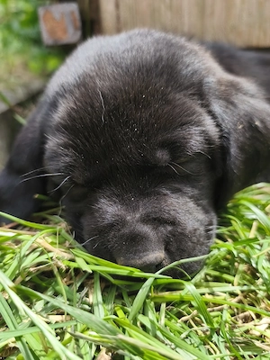 Labrador Rottweiler 