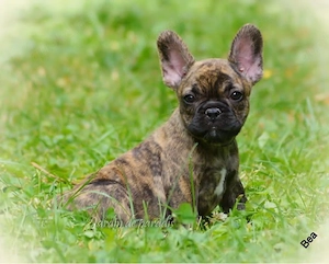 Alternativ Französische Bulldoggen mit Ahnentafel suchen noch eine Familie