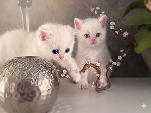 BKH Kitten mit Stammbaum
