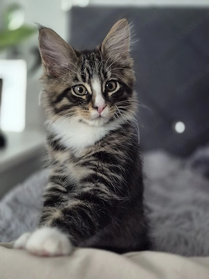 xxl Maine Coon Norweger Mixe 