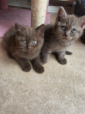 baby Katzen 