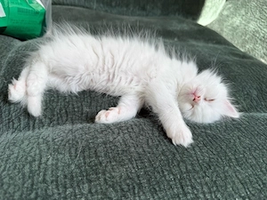 Perser Kitten suchen schönes zu Hause 