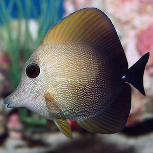 Meerwasser Scopas-Doktorfisch abzugeben