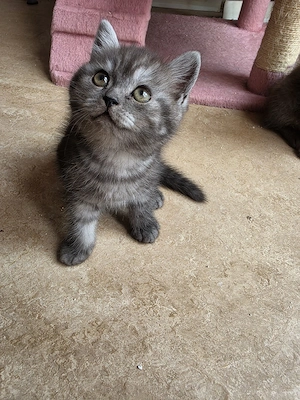 Baby Katzen 
