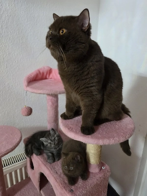 Kater zur Deckung   