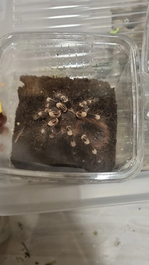 acanthoscurria geniculata spinne