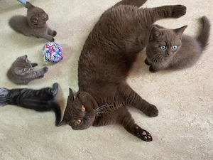 Baby Katzen