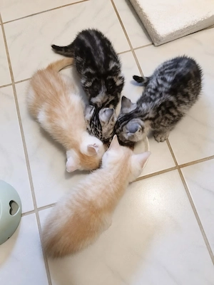 4 Katzenbabys (Mix aus Sibirischer Waldkatze   Ägyptischer Mau)