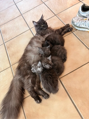 Main Coon kitten