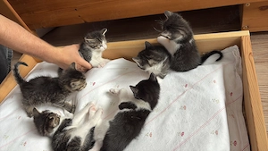 Kleine Katzen abzugeben