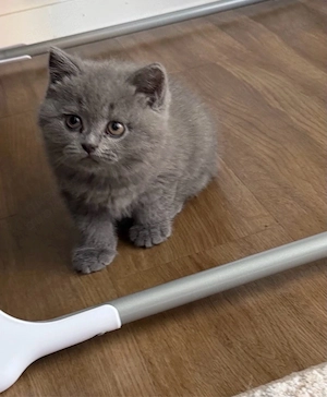katze bkh 