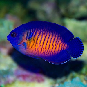 Meerwasser Zwergkaiserfisch abzugeben   ca. 6 7 cm