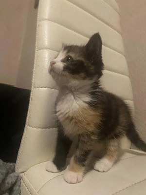 Kleine katze  sucht neues zu hause