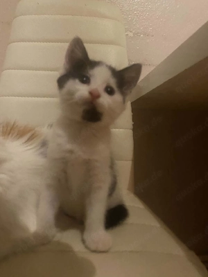 Kleine katze sucht lebenslowe zu hause
