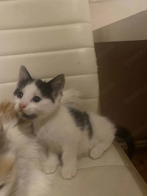 Kleine katze sucht lebenslowe zu hause