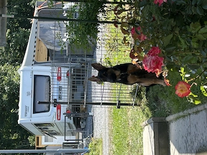 Alt deutscher Schäferhund Gerader Rücken 