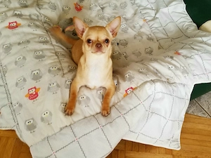 Chihuahua Welpe Hündin in eine tolle Farbe  Schoko red fawn  KH. 