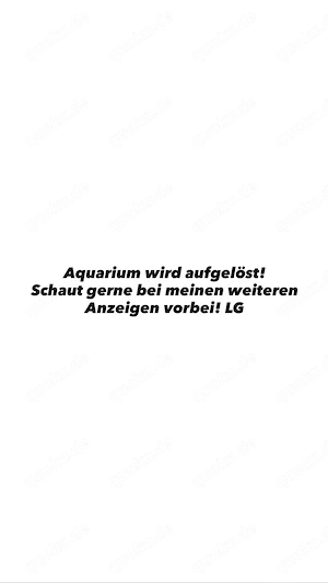 Meerwasseraquarium-Auflösung   über 50 Korallen, Fische & Wirbellose abzugeben!