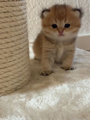 2-kitten Golden schaded 