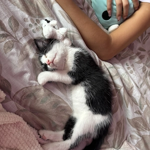 Wundervolle Kitten suchen ein liebevolles Zuhause