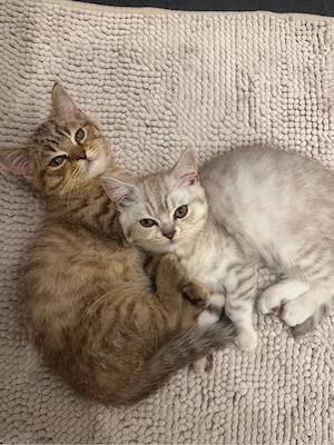 Bkh Kitten 