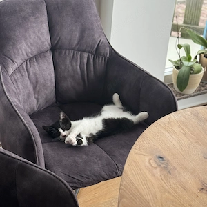 Wundervolle Kitten suchen ein liebevolles Zuhause
