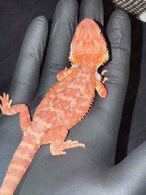 Half Red Monster  Half extreme Red in Hypo und Het Hypo mit und ohne Blue Tiger