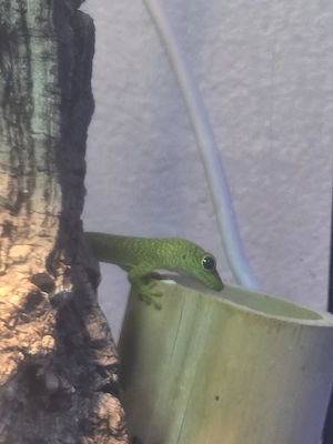 Madagaskar-Taggeckos Bild 2