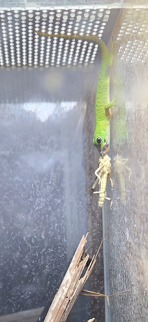 Madagaskar-Taggeckos Bild 3