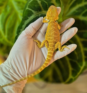 hypo citrus NZ weibchen bartagame 