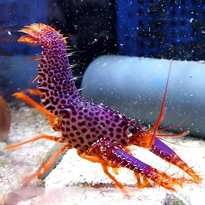 Meerwasser Gebänderter Riffhummer (Enoplometopus debelius) abzugeben